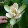 Magnolia Officinalis Biloba - Magnolia Officinal -MAO PLANTES Magasin Magnolia officinalis biloba 87142 1