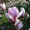 Magnolia Soulangeana Satisfaction -MAO PLANTES Magasin Magnolia soulangeana Satisfaction 84169 1