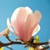 Magnolia Sprengeri Pink Beauty 1 Magnolia Sprengeri Pink Beauty -MAO PLANTES Magasin Magnolia sprengeri Pink Beauty 84168 1