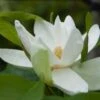 Magnolia Thompsoniana -MAO PLANTES Magasin Magnolia thompsoniana 84171 1