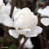 Magnolia Loebneri Wildcat -MAO PLANTES Magasin Magnolia x loebneri Wildcat 87397 1