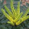 Mahonia Japonica Hivernant 1 Mahonia Japonica Hivernant -MAO PLANTES Magasin Mahonia Japonica Hivernant 781779 1