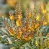 Mahonia Volcano -MAO PLANTES Magasin Mahonia Volcano copyright 16583 1