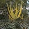 Mahonia Oiwakensis Subsp. Lomariifolia -MAO PLANTES Magasin Mahonia oiwakensis subsp lomariifolia 87143 1