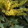 Mahonia (x) Wagneri Fireflame -MAO PLANTES Magasin Mahonia x wagneri Fireflame copyright 17030 1 1