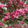 Pommier D'ornement - Malus Liset -MAO PLANTES Magasin Malus Liset 100153 1