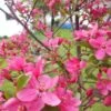 Pommier D'ornement - Malus Prairiefire -MAO PLANTES Magasin Malus PrairieFire 84175 1
