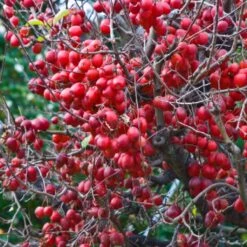 Pommier D'ornement - Malus Red Sentinel