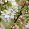 Pommier D'ornement - Malus Sugar Tyme -MAO PLANTES Magasin Malus Sugar Tyme copyright 1007311 1