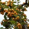 Malus Yellow Siberian - Pommier D'ornement -MAO PLANTES Magasin Malus robusta Yellow Siberian copyright 1007331 1