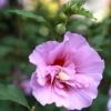 Hibiscus Syriacus Purple Pillar - Althéa -MAO PLANTES Magasin Mauve en arbre Hibiscus syriacus Purple Pillar copyright 1002541 1