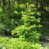 Metasequoia Glyptostroboides Chubby -MAO PLANTES Magasin Metasequoia glyptostroboides Chubby 100737 1