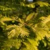 Metasequoia Glyptostroboides Gold Rush -MAO PLANTES Magasin Metasequoia glyptostroboides Gold Rush 84179 1