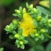 Millepertuis - Hypericum Kalmianum Cobalt-n-Gold -MAO PLANTES Magasin Millepertuis Hypericum kalmianum Cobalt n Gold LD 1006682 1