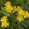 Millepertuis - Hypericum Kalmianum Sunny Boulevard -MAO PLANTES Magasin Millepertuis Hypericum kalmianum Sunny Boulevard IF 1006691 1