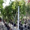 Morus Alba Pendula - Mûrier Blanc Pleureur -MAO PLANTES Magasin Morus alba Pendula 87299 1