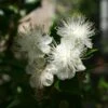 Myrtus Communis - Myrte Commun -MAO PLANTES Magasin Myrtus communis Myrte commun copyright 1007432 1