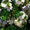 Myrtus Communis Tarentina - Myrte Commun -MAO PLANTES Magasin Myrtus communis subsp Tarentina 82213 1