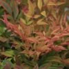 Nandina Domestica Gulf Stream - Bambou Sacré Orange Cuivre -MAO PLANTES Magasin Nandina Gulfstream 0523 1