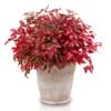 Bambou Sacré - Nandina Domestica Blush Pink -MAO PLANTES Magasin Nandina domestica Blush Pink 1007442 1