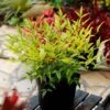 Bambou Sacré - Nandina Domestica Brightlight -MAO PLANTES Magasin Nandina domestica Brightlight 100745 1
