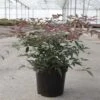 Nandina Domestica Flirt - Bambou Sacré Nain -MAO PLANTES Magasin Nandina domestica FLIRT 87158 1