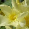 Laurier Rose Jaune Simple - Nerium Oleander -MAO PLANTES Magasin Nerium oleander Laurier rose Jaune simple 87109 1