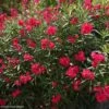 Laurier Rose - Nerium Oleander Rouge Double -MAO PLANTES Magasin Nerium oleander Rouge Double 83386 1