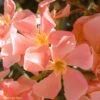 Laurier Rose - Nerium Oleander Saumon -MAO PLANTES Magasin Nerium oleander Saumon 83391 1