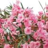 Laurier Rose - Nerium Oleander -MAO PLANTES Magasin Nerium oleander pot de 3L 83379 1