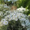 Olearia Scilloniensis -MAO PLANTES Magasin Olearia scilloniensis 83396 1