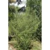 Olearia Virgata -MAO PLANTES Magasin Olearia virgata 83398 1 1