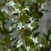 Osmanthus Heaven Scent - Osmanthe -MAO PLANTES Magasin Osmanthus Heaven Scent IF 8884023 1