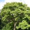 Paulownia Tomentosa - Arbre Impérial -MAO PLANTES Magasin Paulownia tomentosa 781504 1