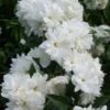 Seringat - Philadelphus Frosty Morn 1 Seringat - Philadelphus Frosty Morn -MAO PLANTES Magasin Philadelphus Frosty Morn 84189 1