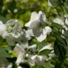 Seringat Des Jardins - Philadelphus Innocence -MAO PLANTES Magasin Philadelphus Innocence 7975 1
