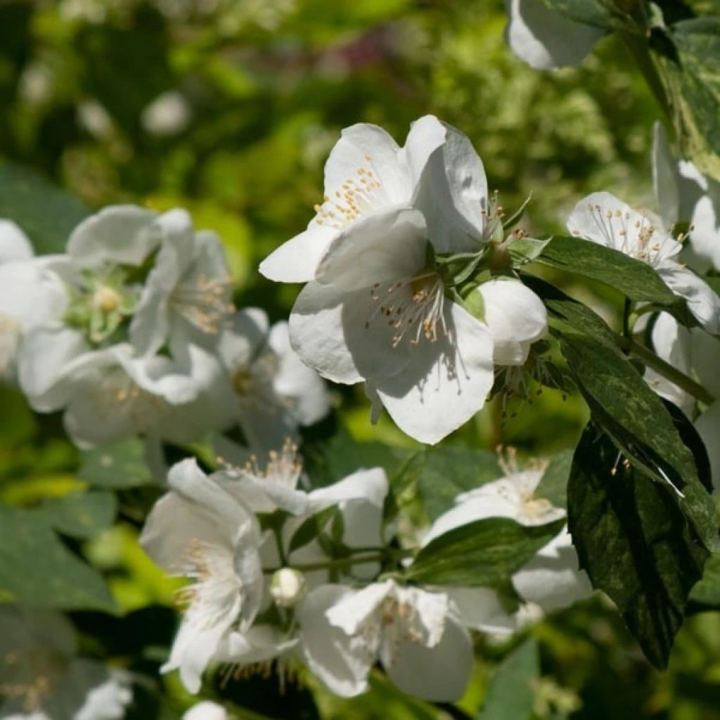 Seringat Des Jardins - Philadelphus Innocence 3 Seringat Des Jardins - Philadelphus Innocence