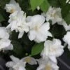 Seringat Blanc - Philadelphus Natchez -MAO PLANTES Magasin Philadelphus Natchez 84193 1