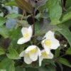 Seringat Des Jardins - Philadelphus Starbright -MAO PLANTES Magasin Philadelphus Starbright 9714 1
