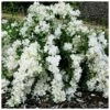Seringat - Philadelphus White Rock (Pekphil) 1 Seringat - Philadelphus White Rock (Pekphil) -MAO PLANTES Magasin Philadelphus White Rock Pekphil 84194 1