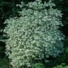 Seringat Des Jardins - Philadelphus Coronarius Variegatus -MAO PLANTES Magasin Philadelphus coronarius Variegatus 781845 1