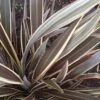 Phormium Alison Blackman - Lin De Nouvelle-Zélande -MAO PLANTES Magasin Phormium Alison Blackman 83415 1