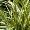 Phormium Cream Delight - Lin Des Montagnes. -MAO PLANTES Magasin Phormium Cream Delight 83414 1