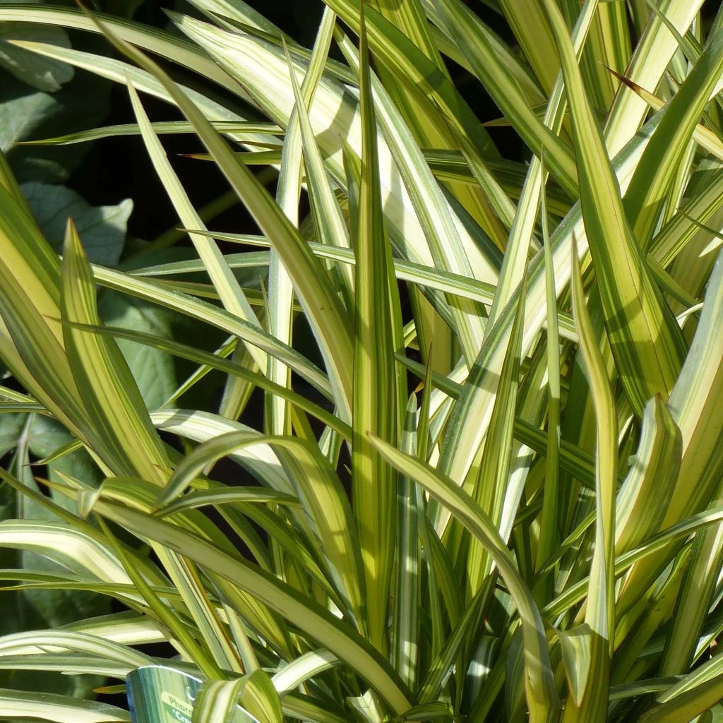 Phormium Cream Delight - Lin Des Montagnes. 3 Phormium Cream Delight - Lin Des Montagnes.