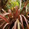 Phormium Pink Panther - Lin De Nouvelle-Zélande -MAO PLANTES Magasin Phormium Pink Panther 83513 1