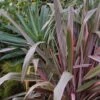 Phormium Pink Stripe - Lin De Nouvelle-Zélande -MAO PLANTES Magasin Phormium Pink Stripe 83514 1