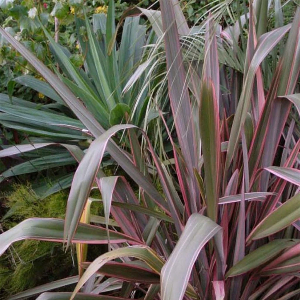 Phormium Pink Stripe - Lin De Nouvelle-Zélande 3 Phormium Pink Stripe - Lin De Nouvelle-Zélande