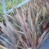 Phormium Rainbow Queen - Lin De Nouvelle-Zélande 2 Phormium Rainbow Queen - Lin De Nouvelle-Zélande -MAO PLANTES Magasin Phormium Rainbow Queen 82779 1