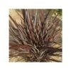 Phormium Special Red - Lin De Nouvelle-Zélande -MAO PLANTES Magasin Phormium Special Red 89994 1