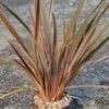 Phormium Sundowner - Lin De Nouvelle-Zélande -MAO PLANTES Magasin Phormium Sundowner 83515 1